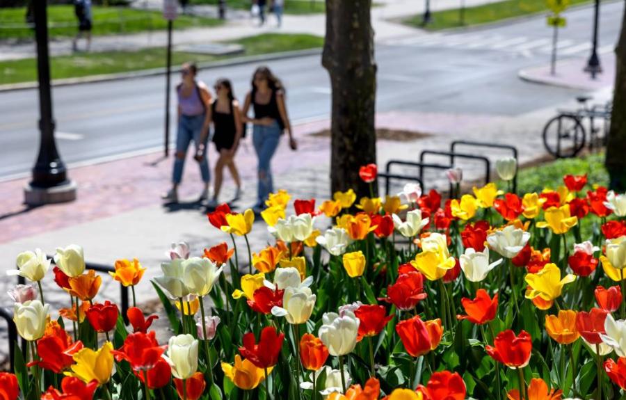 3 students walking on campus near a garden of tulips 